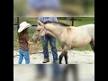2020 AQHA dunskin filly Holidocs Husker x Shine On Bartender