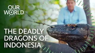 12 Days Hunting Indonesia’s Fiercest Animals (4K Documentary)