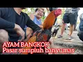Download Lagu HARGA AYAM BANGKOK HARI INI 8-10-2025 DI PASAR SUMPIUH BANYUMAS