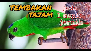 Download masteran burung srindit tembakan tajam jernih jeda 1 menit. MP3