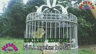 Download Kecial kuning full ngeker bersih sangat ampuh untuk panciangan dan pikat MP3