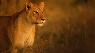 savage kingdom animals battle for survival in africa