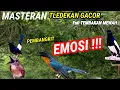 Download Lagu Tledekan Gunung Gacor! Suara Merdu Bikin Emosi Kacer, Murai Batu, dan SRDC Gacor🦜🐦🦜🔥