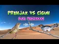 Download Lagu PRENJAK VS CIGUN FULL TEMBAKAN - prenjak lumut - ciblek gunung