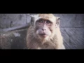 Stay - Sigma Music Video