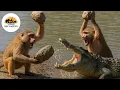 Download Lagu Babuínos: A Dança Mortal Pela Sobrevivência dos Guerreiros da Savana #animaisselvagens