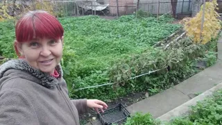 KRYVY RIGH NOVEMBER 8 2025 I M HARVESTING THE LAST HARVESTS WHICH IMPRESS THE WHOLE WORLD REV 