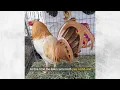 Gamefowl History The Legacy of E H Hulsey Pumpkin Fowl