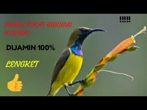Suara pikat mp3 burung kolibri di jamin 100% Ampuh