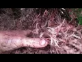 Emerald Green Arborvitae Shrub Care Hagerstown MD Washington County MD
