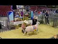 Mid-America National Dorper White Dorper Show Sale Duncan OK