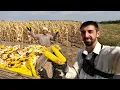 Download Lagu CE PRODUCȚIE DE PORUMB AM OBȚINUT ÎN PLINĂ SECETĂ
