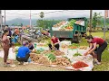 Lagu Harvesting Vegetables \u0026 Roots, Use Truck Transpor Goes To Market Sell