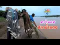 Download Lagu หว่านแหช่วงปลาขึ้น เจอแบบนี้ปลาเต็มเภาแหทุกจังหวะ #คลิปหว่านแห #คนหว่านแห