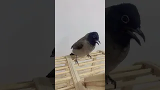 بلبل السوري او البناني      دندنها