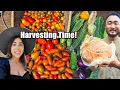 Download Lagu Largest Harvest (so far) at the Homestead