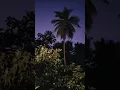 Download Lagu suara kodok coqui di malam hari 🌙 🇵🇷🐸