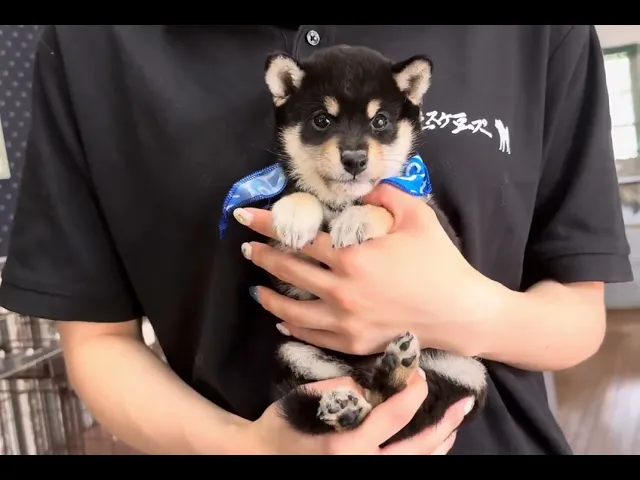 動画