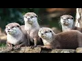 Download Lagu suara pikat otter jernihh,dijamin pasti otter dtang#berburu #otter #pets #hewan #hewanlucu #animals