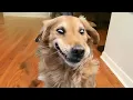 Download Lagu Animal's Moments Is Funnier Than Any Comedy 😁 Funniest Animal Videos Ever