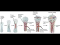 Skeletal System Overview for Massage Therapists