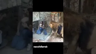 أسد يحاول كسر الزجاج لدخول على البنات موقف مرعب وخطير الاسد هجوم الأسد حيوانات مفترسه 