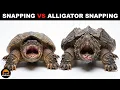 What Is the Difference Between Snapping Turtles and Alligator Snapping Turtles