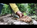 Download Lagu Agrotek | Proses Pembuatan Kopi Luwak Kopi Termahal Di Dunia