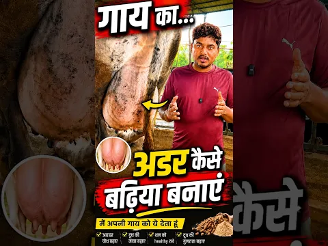 गाय का थन कैसे बढ़ाये ?#ejjudairyfarm #dairyfarmbihar #dairybusiness #cowudder #hfcowfarm
