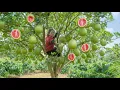 Download Lagu Harvesting Grapefruit go to Market Sell – Delicious, crunchy grapefruit sweet soup – no bitterness!