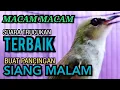 Download Lagu VARIASI SUARA TRUCUKAN  TERBAIK ‼️ PALING TOP BUAT PANCINGAN SIANG MALAM Sekali Putar Semua NYAUT