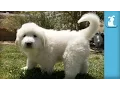 The Fluffiest Great Pyrenees Puppies Ever - Puppy Love