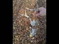 7 November 18-30 2025 Public Land Self Filmed Whitetail Deer Hunting Mountains in East Tennessee