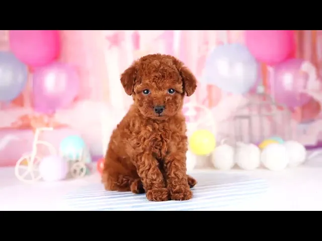 動画