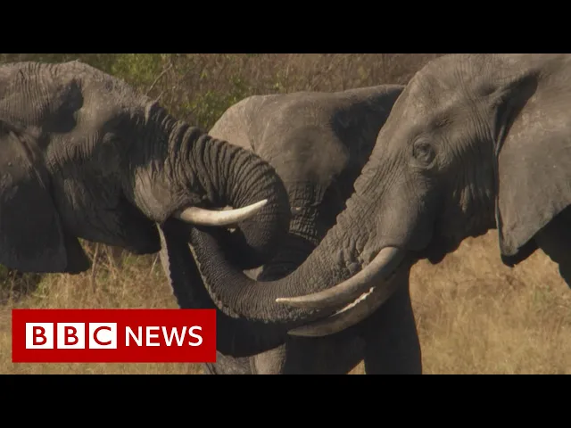 Botswana: Trouble in the Elephant Sanctuary [FULL Documentary]  - BBC News