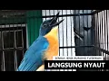 Download Lagu burung tledekan bakau \u0026 gunung bahan langsung bunyi gacor jika dengar suara kicau sulgun PIKAT ini