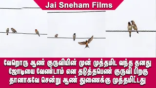 😂😎வேறொரு ஆண் குருவியின் முன் முத்தமிட வந்த தனது ஜோடியை வேண்டாம் என தடுத்த பெண் குருவி  🤩🤣
