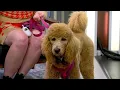 Carolina Poodle Rescue on a mission to save lives