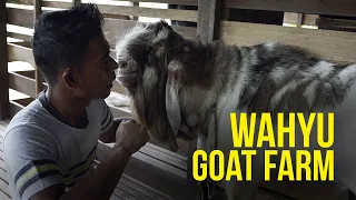 Download Wahyu Goat Farm - Kambing Mencecah Puluhan Ribu MP3