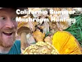 California Summer Mushroom Hunting