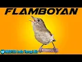 Download Lagu MASTER FLAMBOYAN Jeda Terapi Air AMPUH