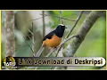 Download Lagu Suara Masteran Burung Murai Batu Kepala Putih