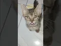 Download Lagu Leo lagi dikurung banyak akal #viral #fypshorts #kucing #kucinglucu #kucing berzikir