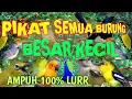 Download Lagu Suara burung ribut-kicau lantang pedas vol full mp3