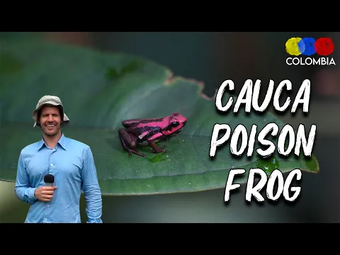 Cauca Poison Frog Tour | Filandia, Quindio