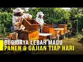 Download Lagu Panen dan Gajian Tiap Hari Dari Budidaya Lebah Madu