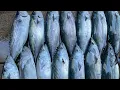 New Jersey queen Mary party boat for bonito albacore bluefish trip 1