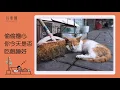 好樂團 GoodBand ─《陪你的貓睡午覺 Take a Nap with Your Cat》Official Music Video
