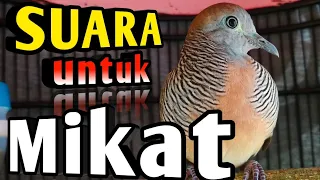 suara burung perkutut paling merdu singkat 