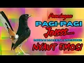 Download Lagu PANCINGAN PAGI-PAGI AGAR MURAI GACOR❗❗ MURAI MACET PASTI NYAUT EMOSI❗❗